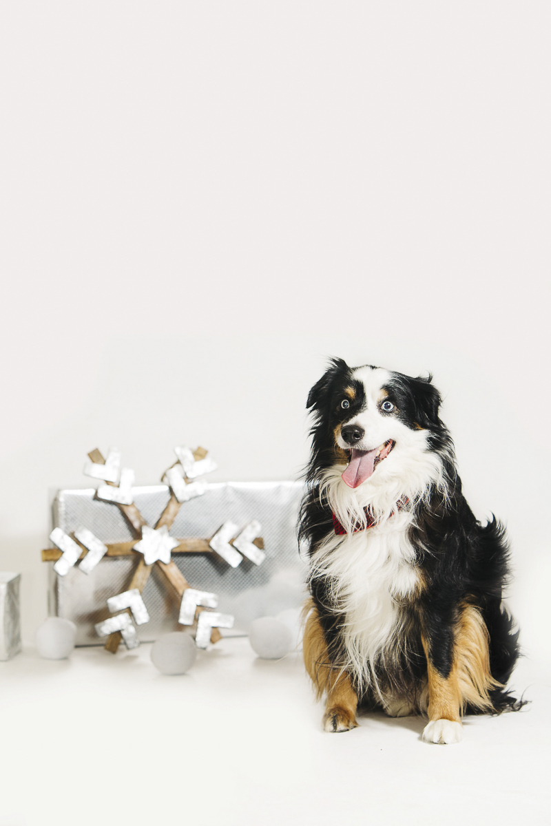 Aussie sitting next to holiday package and snowflake, ©Alexa Nahas Photography | Philadelphia pet photography mini sessions, fundraiser for PAWS