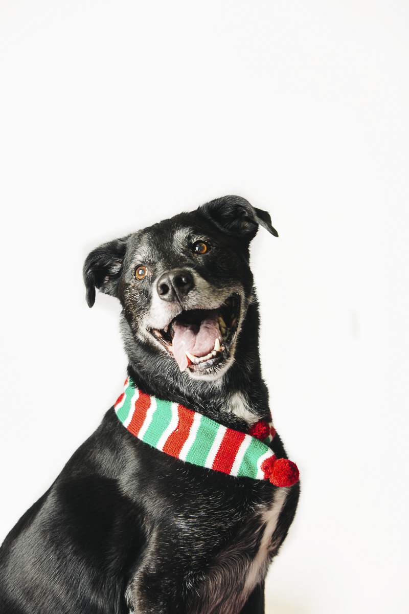 Holiday photos ideas for senior dog, ©Alexa Nahas Photography