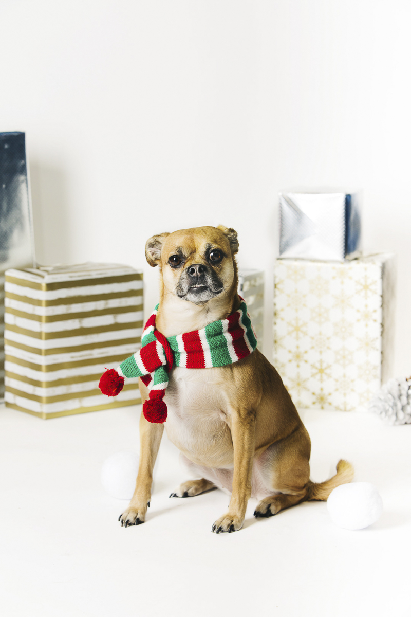 creative idea for holiday dog photography ©Alexa Nahas Photography | Philadelphia pet photography mini sessions, fundraiser for PAWS