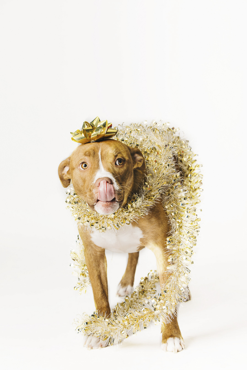 Pittie mix wearing garland and bow, holiday photos with dogs, Philadelphia pet photographer ©Alexa Nahas Photography 