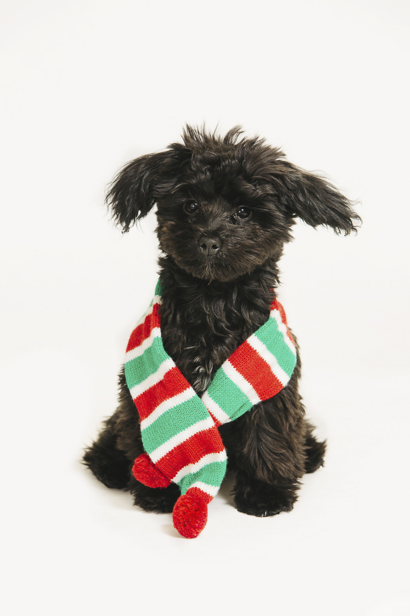 cute black puppy wearing holiday scarf, ©Alexa Nahas Photography | Philadelphia pet photography mini sessions,