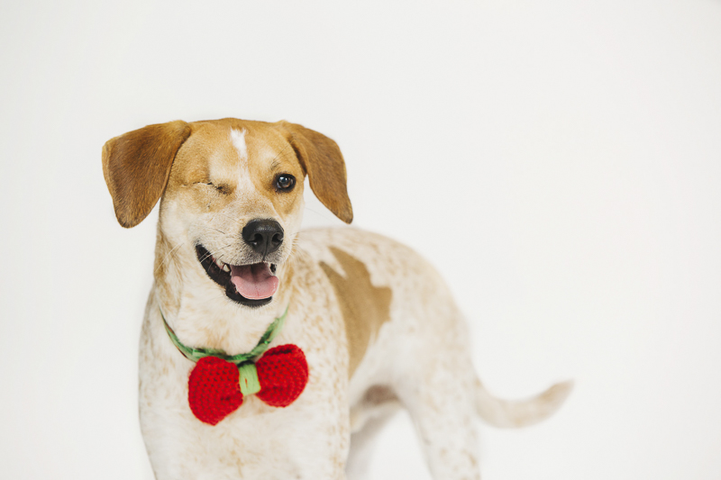 one-eyed hound mix wearing knit bow tie, Philadelphia pet photography, ©Alexa Nahas Photography