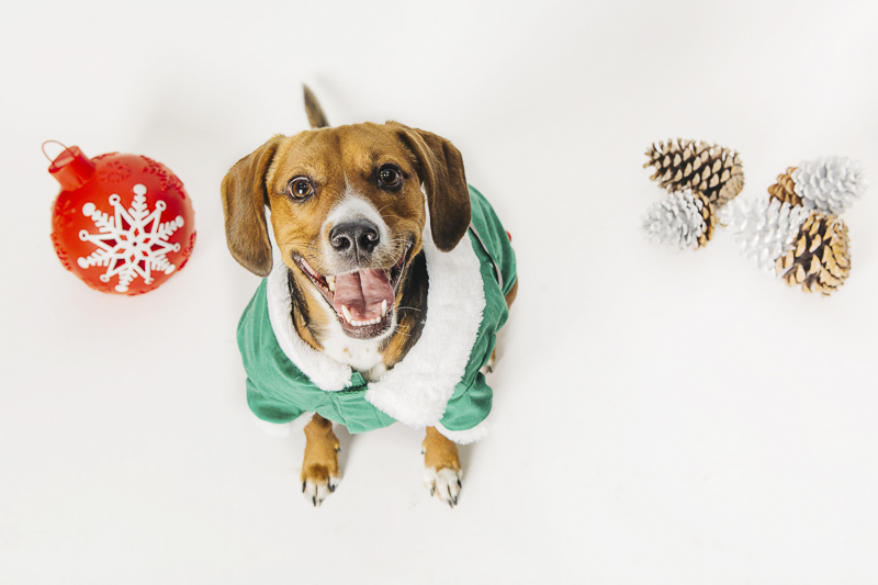 Dogs in holiday photos, ©Alexa Nahas Photography | Philadelphia pet photography mini sessions, fundraiser for PAWS