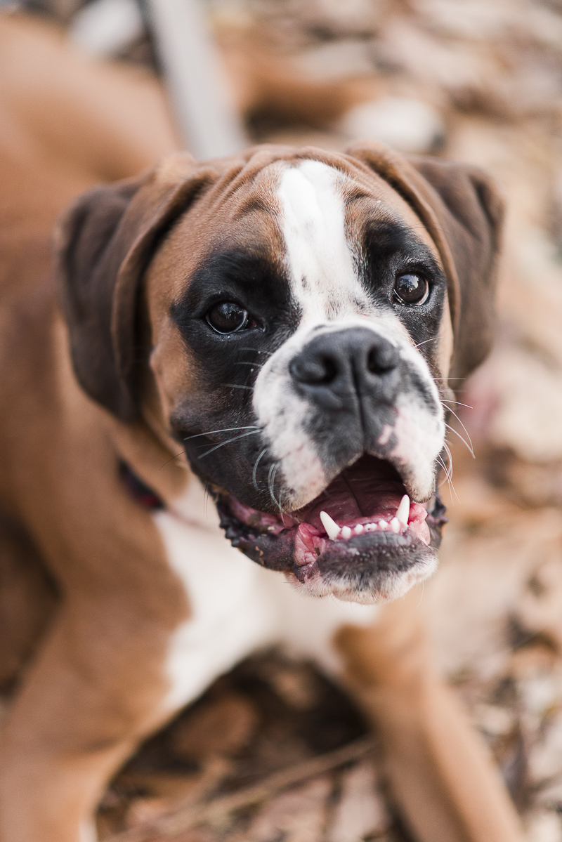 McQueen the Boxer, fall outdoor dog photography | © Britney Clause Photography 
