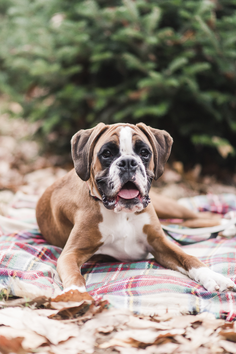 Handsome Boxer on a blanket, lifestyle dog portraits | © Britney Clause Photography 
