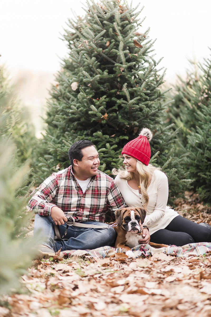 holiday photos of a Boxer and his family at Christmas tree farm | © Britney Clause Photography 