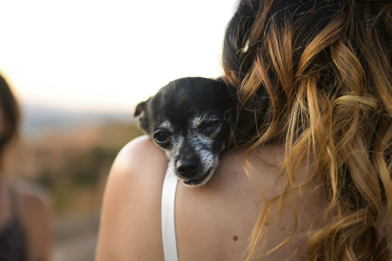 Chihuahua resting head on bride's shoulder | ©CR Photography, wedding dog