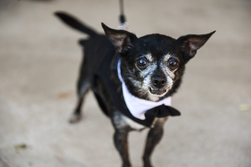 senior black Chihuahua in tux and bow tie, ©CR Photography | wedding dog