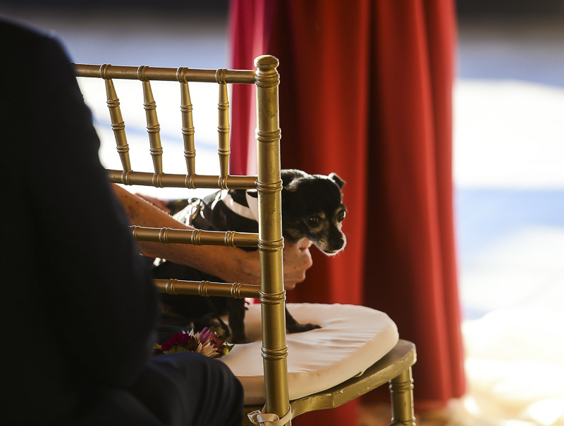small Chi mix sitting in chair at wedding | ©CR Photography, dog-friendly wedding