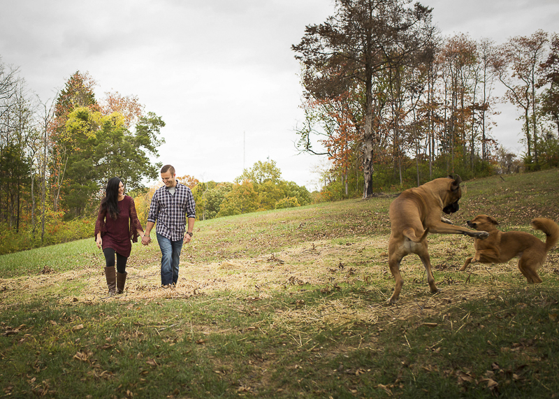 English Mastiff and mixed breed playing, outdoor engagement photos with dogs, ©Irish Eyes Photography 