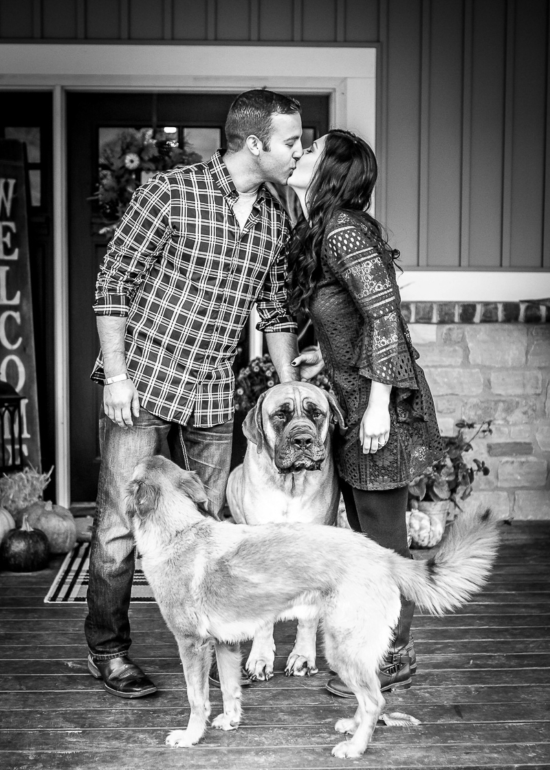 family portraits with English Mastiff and mixed breed