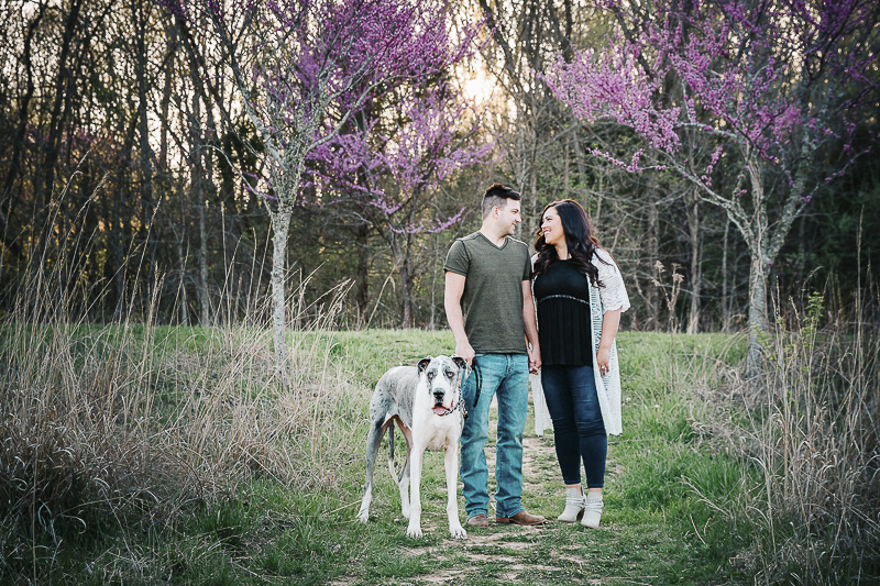 Spring engagement photos with a Great Dane | ©Irish Eyes Photography Wentzville, MO