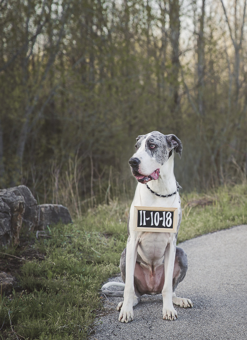Handsome mantle merle Great Dane wearing Save the Date Sign | ©Irish Eyes Photography dog friendly engagement photos, Wentzville, MO