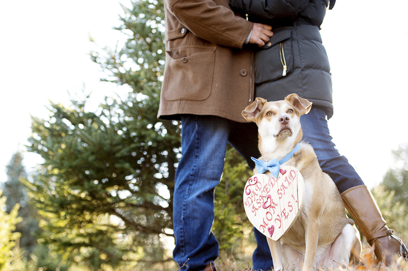 handsome dog wearing Save-the-Date sign | ©Julia Jane Studios, CT dog friendly winter engagement photos