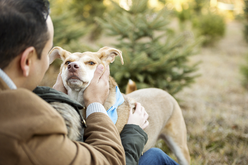  ©Julia Jane Studios | mixed breed at Christmas tree farm, love between dogs and people