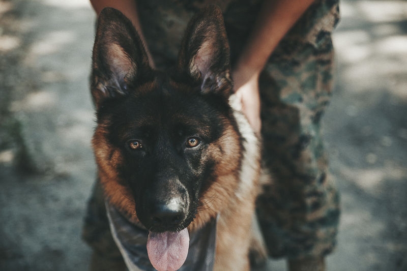 German Shepherd, dog-friendly military family portraits | ©Wanderlust Photography