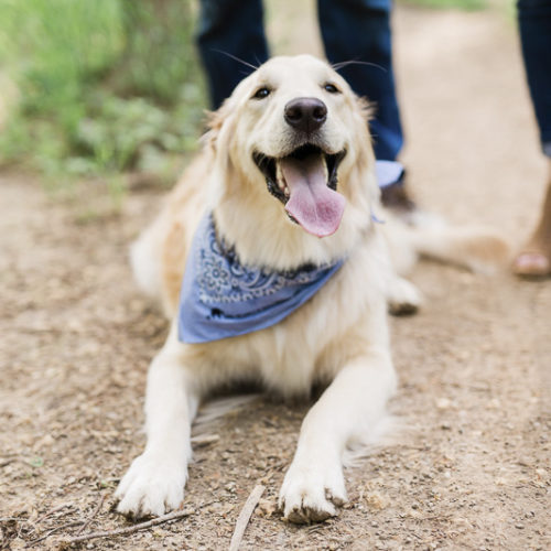 Engaging Tails:  Izzy the Golden Retriever In Castlewood State Park