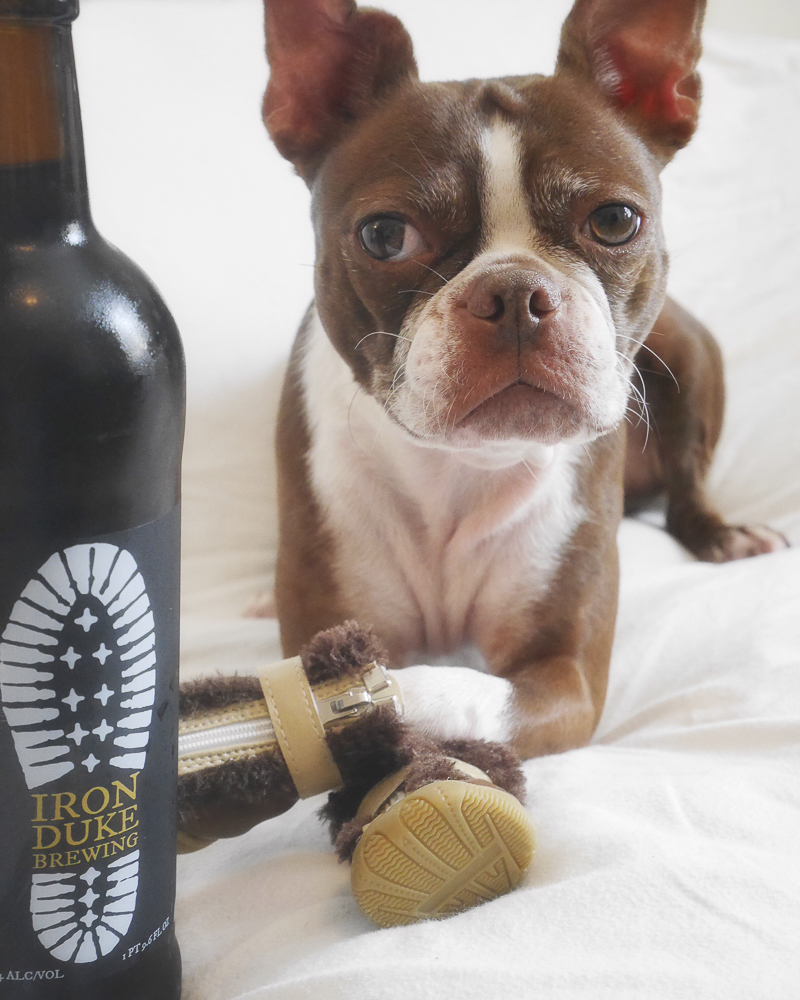 Boston Terrier posing with beer, A Dog Walks Into A Bar