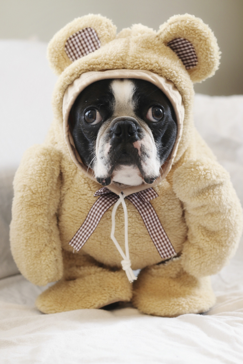 Yoda Bear, Boston Terrier wearing a Teddy Bear costume, funny dog photos, ©A Dog Walks Into A Bar