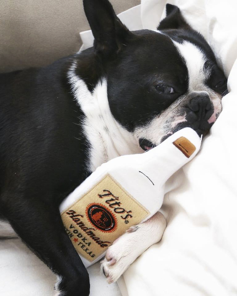 Black and White Boston Terrier holding Tito's Vodka chew toy, ©A Dog Walks Into A Bar