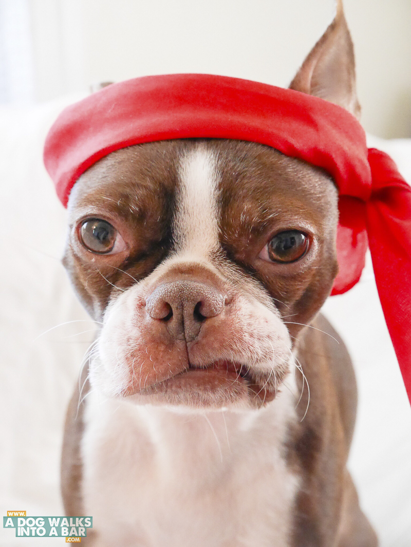 senior Boston Terrier wearing red headband, ©A Dog Walks Into A Bar