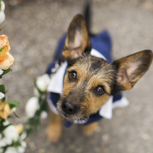 Best Wedding Dog:  Teddy the Silky Terrier-Schnauzer Mix