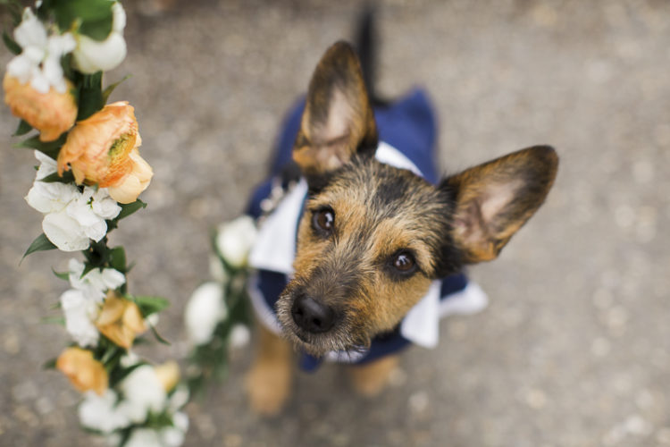 wedding dog wearing tuxedo