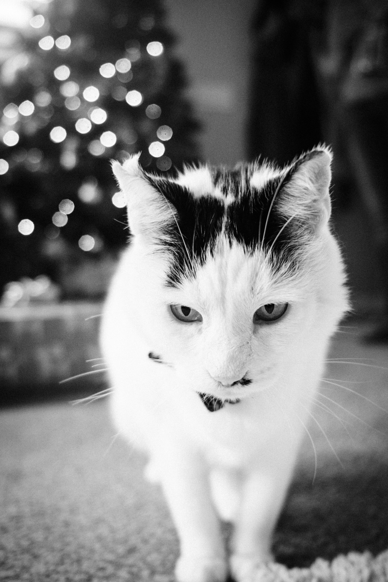 ©misterdebs photography | holiday photos with a cat