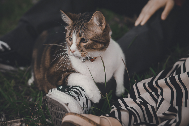 cat sitting on person's leg outside, outdoor cat photoshoot, ©Admeyer Studios