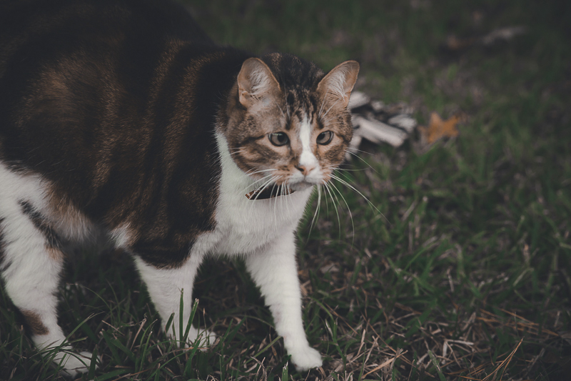 cross eyed cat walking in grass, lifestyle cat portraits, Admyer Studios
