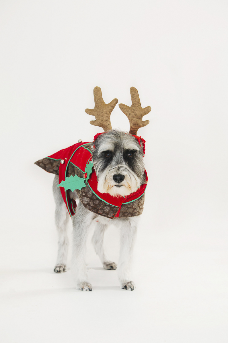 ©Alexa Nahas Photography-studio dog photos, Schnauzer in reindeer costume