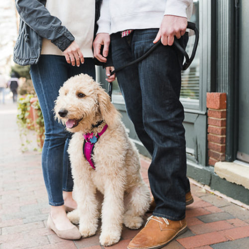 Engaging Tails:  Zoe the Golden Doodle in Annapolis