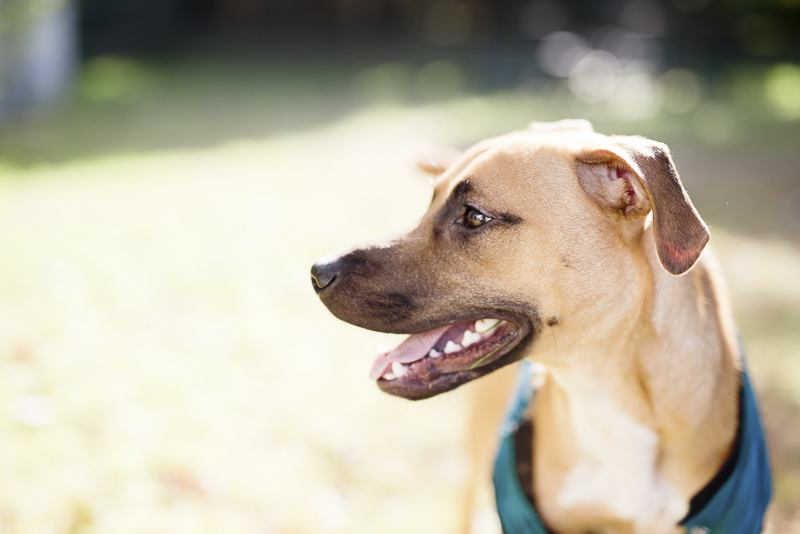 handsome dog, ©Delaney Dobson Photography | Philadelphia Lifestyle Dog Photographer