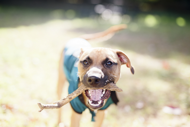 handsome dog with stick in his mouth, ©Delaney Dobson Photography | Philadelphia Lifestyle Dog Photographer