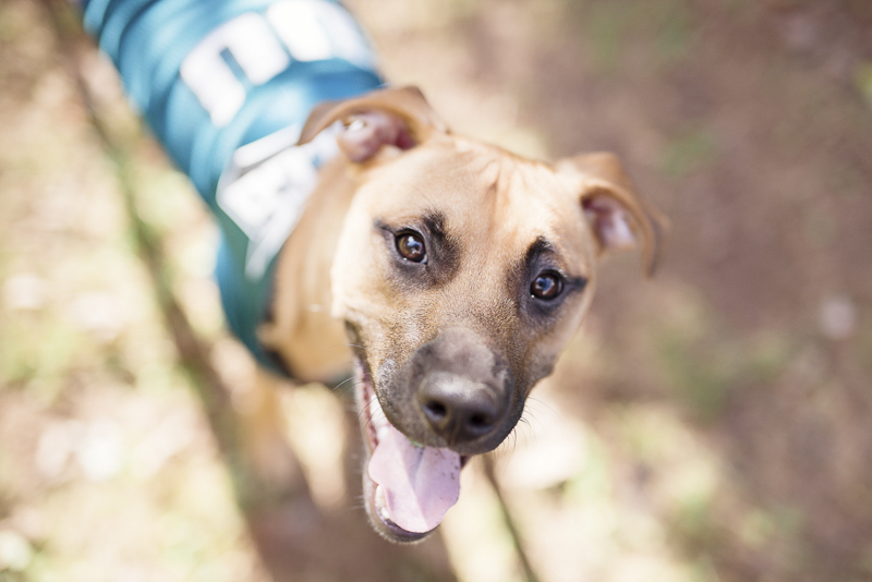 young dog wearing jersey, ©Delaney Dobson Photography | on location dog photography
