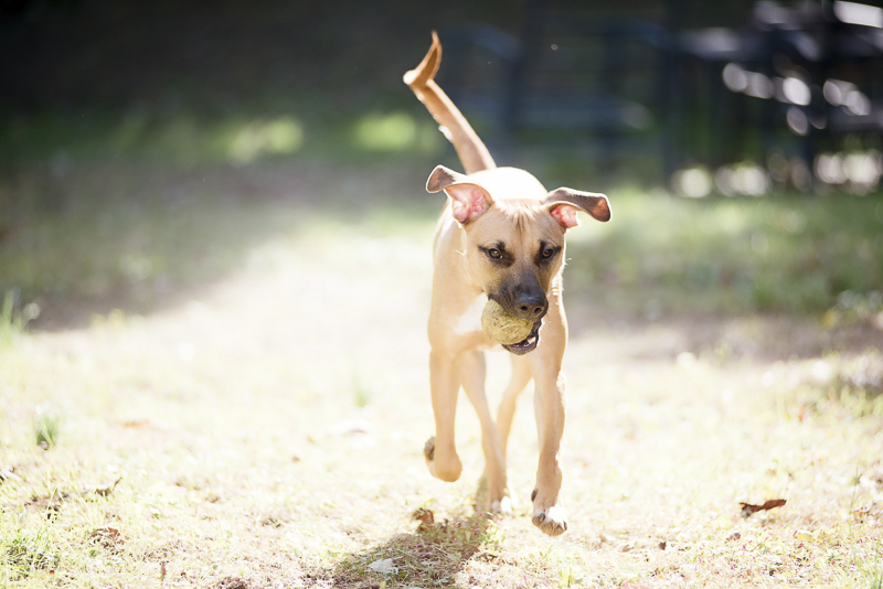 older puppy running with ball in his mouth, outdoor pet portraits, ©Delaney Dobson Photography
