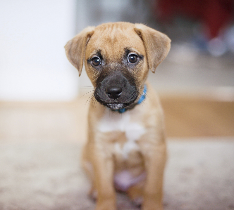 adorable mixed breed puppy, ©Delaney Dobson Photography | Philadelphia area pet photographer