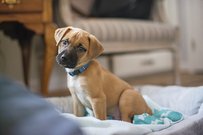 tiny mixed breed puppy, lifestyle dog photography, ©Delaney Dobson Photography