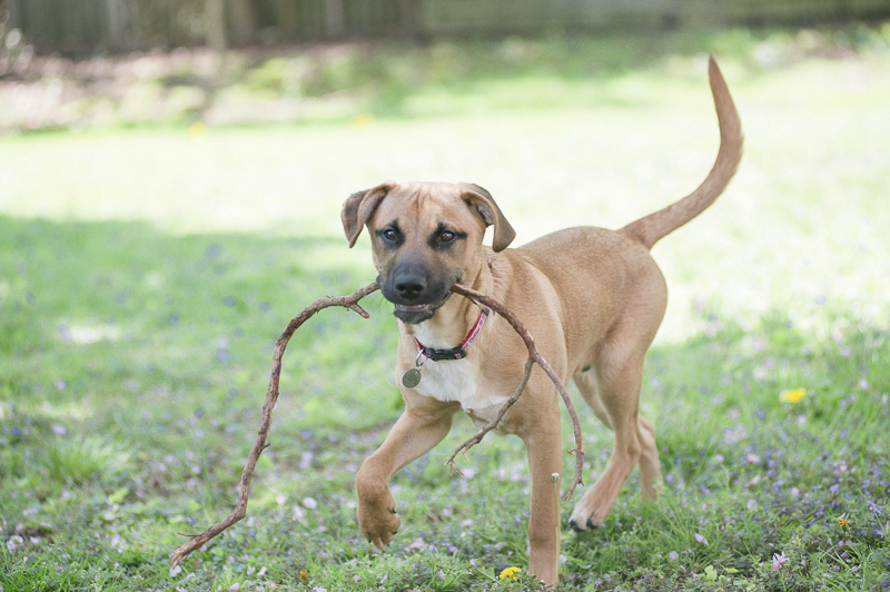 big puppy carrying stick around the yard, ©Delaney Dobson Photography | Lifestyle Dog Photoshoot