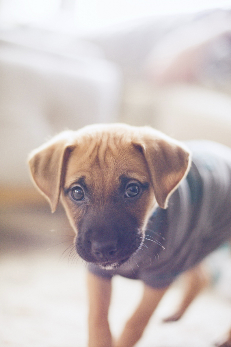 Adorable puppy portraits, ©Delaney Dobson Photography | Philadelphia Lifestyle Dog Photography