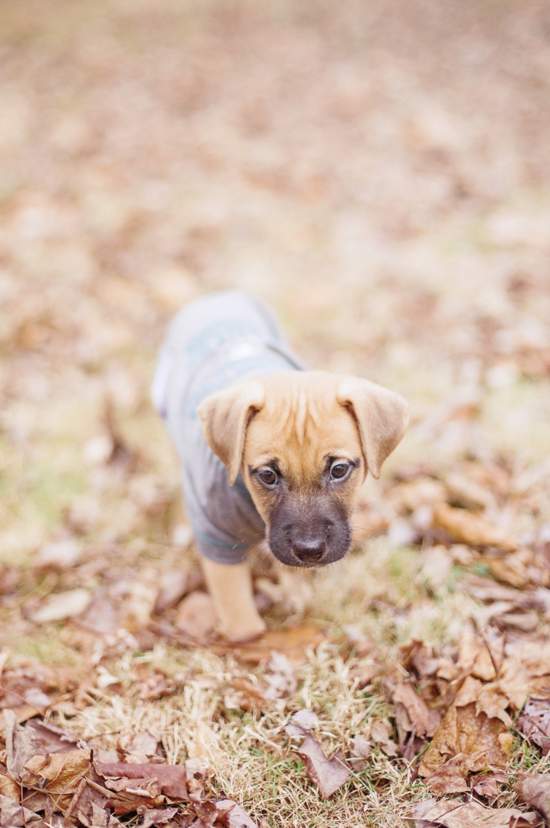 tiny mixed breed puppy walking through leaves, ©Delaney Dobson Photography | Philadelphia Lifestyle Dog Photography