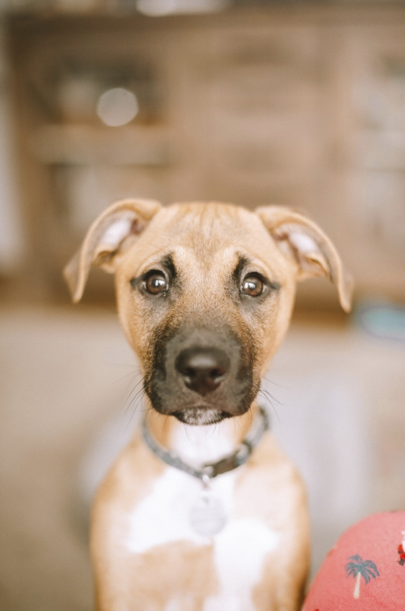 cute puppy, Philly lifestyle pet portraits, ©Delaney Dobson Photography 
