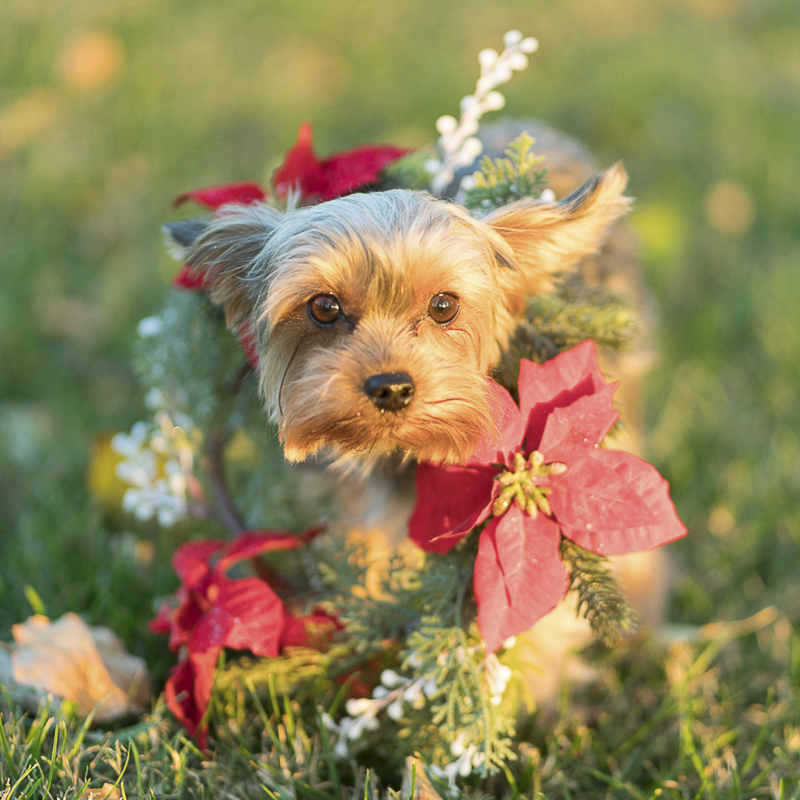 Yorkie wearing holiday wreath, dog photo shoot, ©Imagery by Erin 