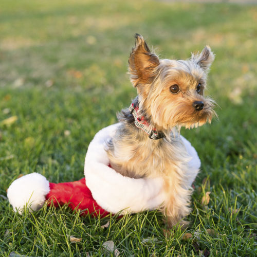 Happy Tails:  Ainsley the Yorkshire Terrier