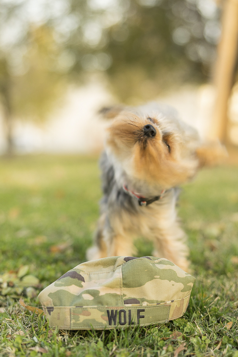 Yorkshire Terrier and military cover, ©Imagery by Erin | lifestyle dog photography