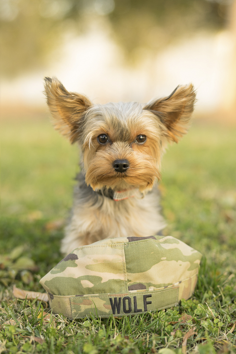 Yorkshire Terrier with military cover, ©Imagery by Erin lifestyle dog photography