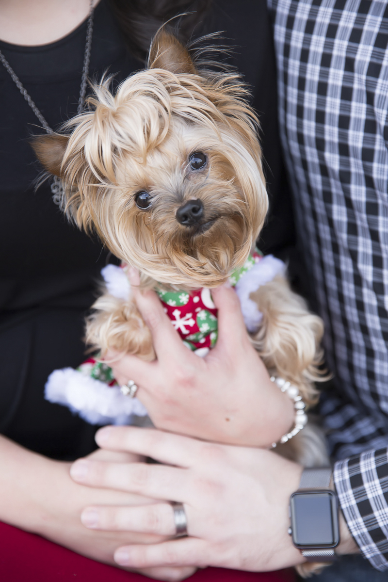 adorable Yorkie, holiday photos with a dog