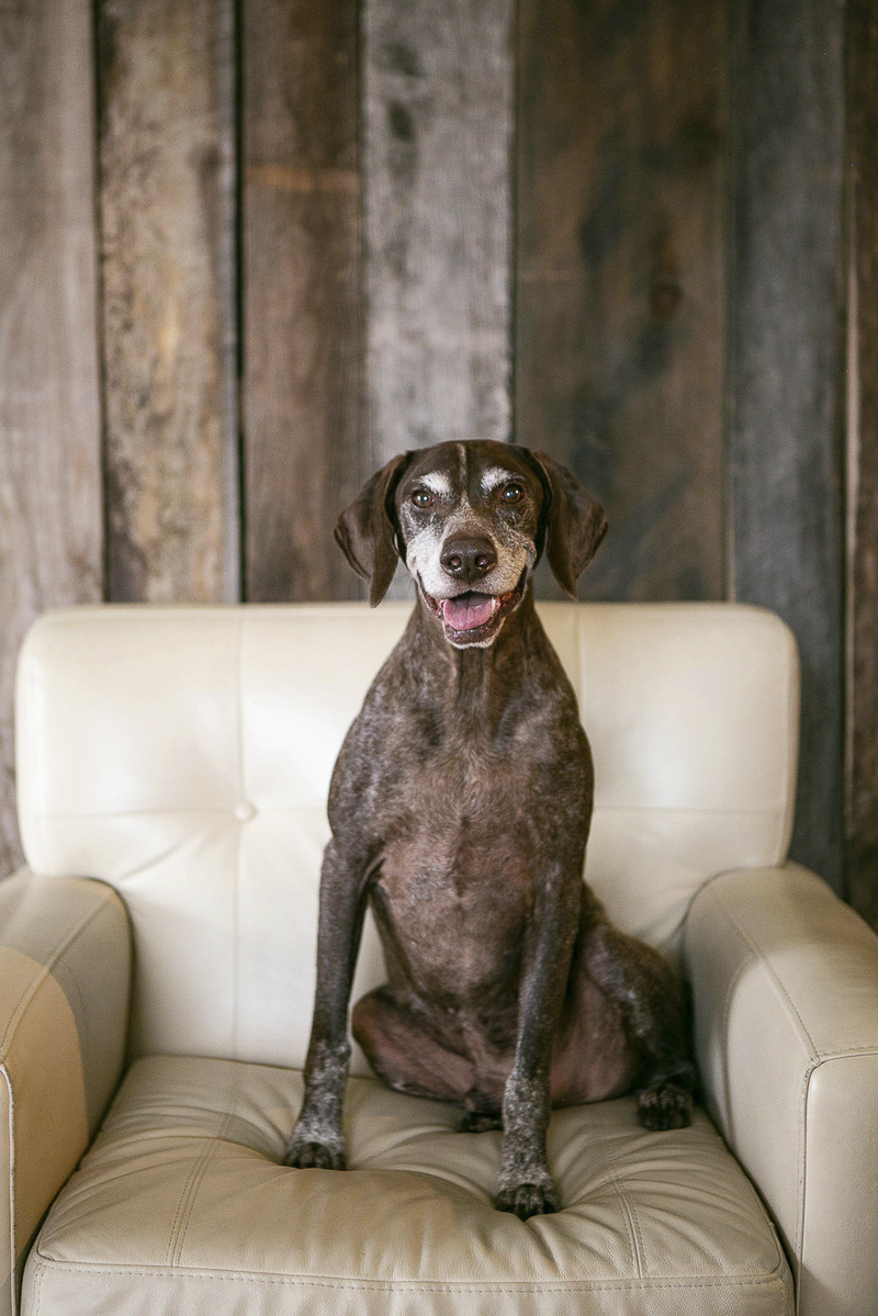 ©Mandy Whitley Photography | Nashville studio pet photography, German Shorthaired Pointer, senior dog, dogs on furniture