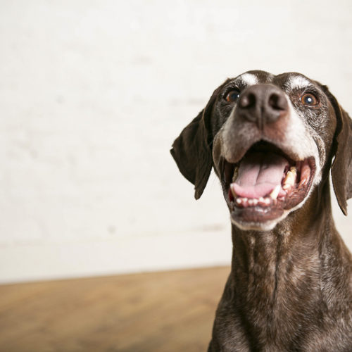 Happy Tails:  Faulkner the German Shorthaired Pointer