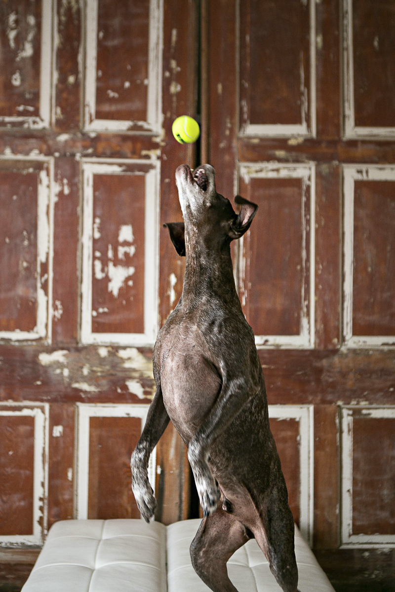dog catching tennis ball, ©Mandy Whitley Photography | Nashville studio pet photography, German Shorthaired Pointer